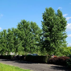 Cottonwood Souixland