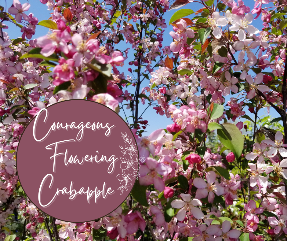 Courageous Flowering Crabapple Blog Photo