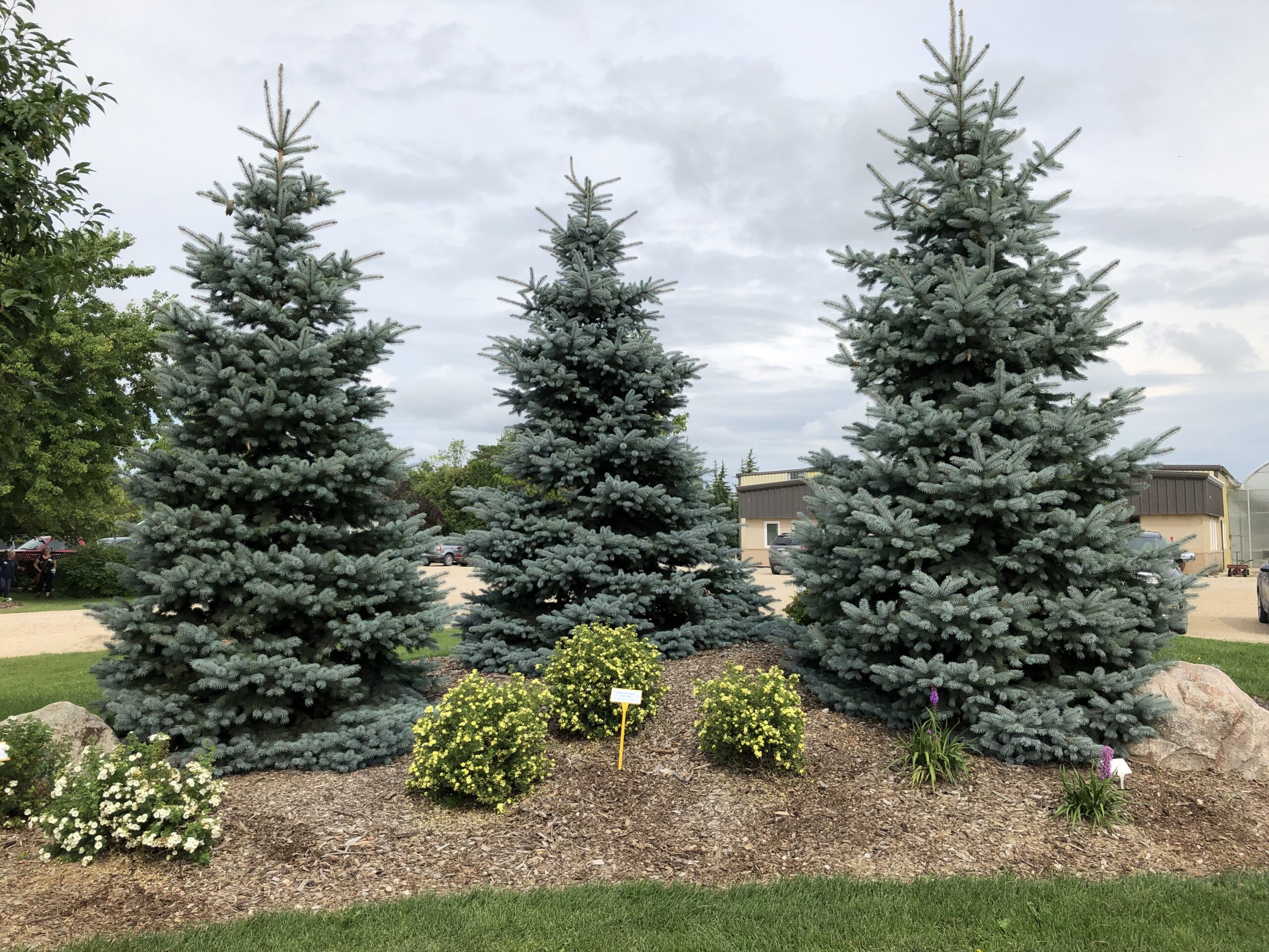 Crystal Blue Spruce Jeffries