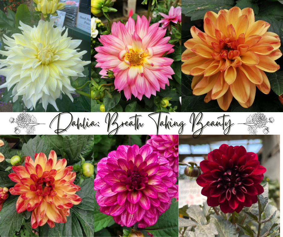 Dahlia Breath Taking Beauty Blog Photo