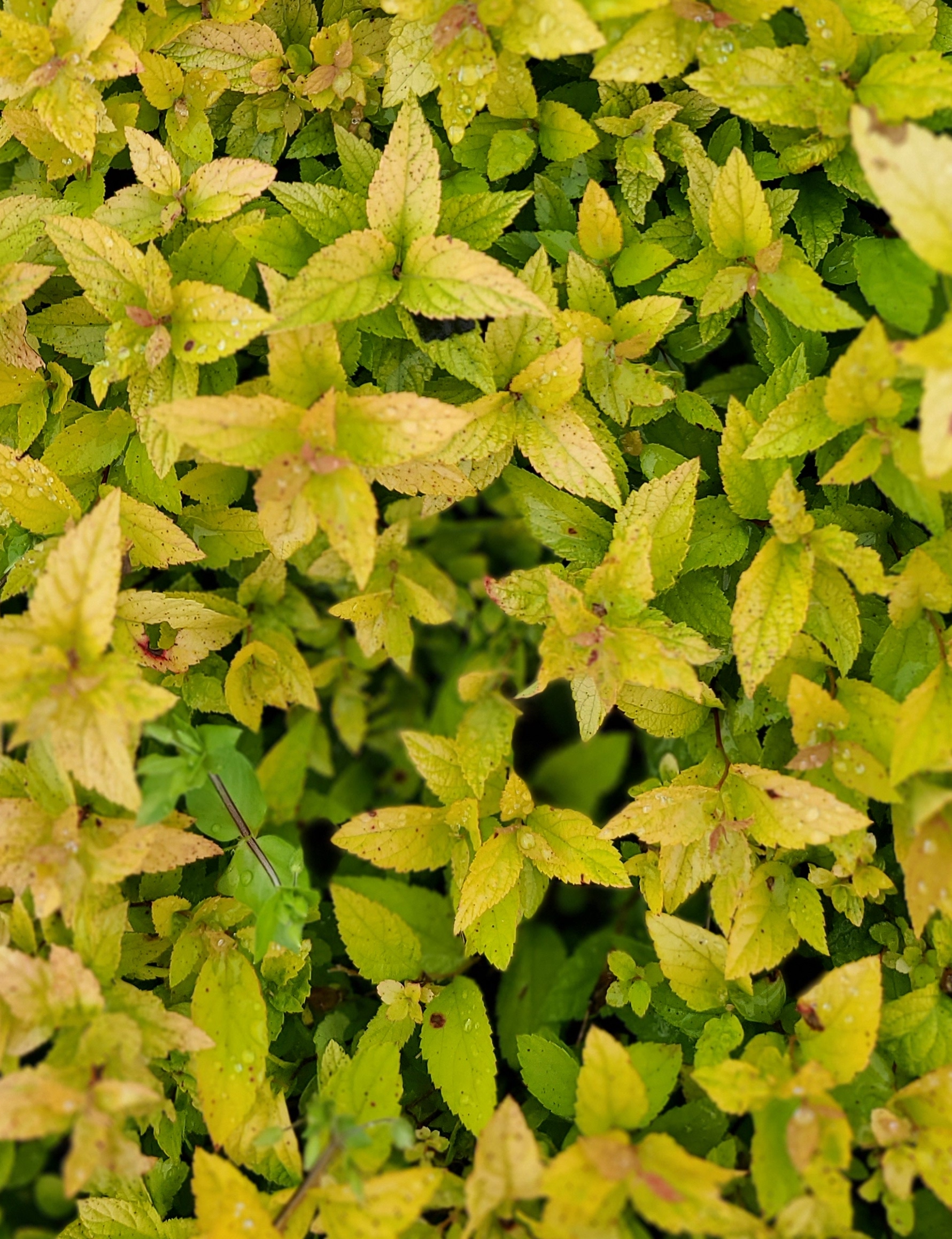 Dakota Goldcharm Spirea