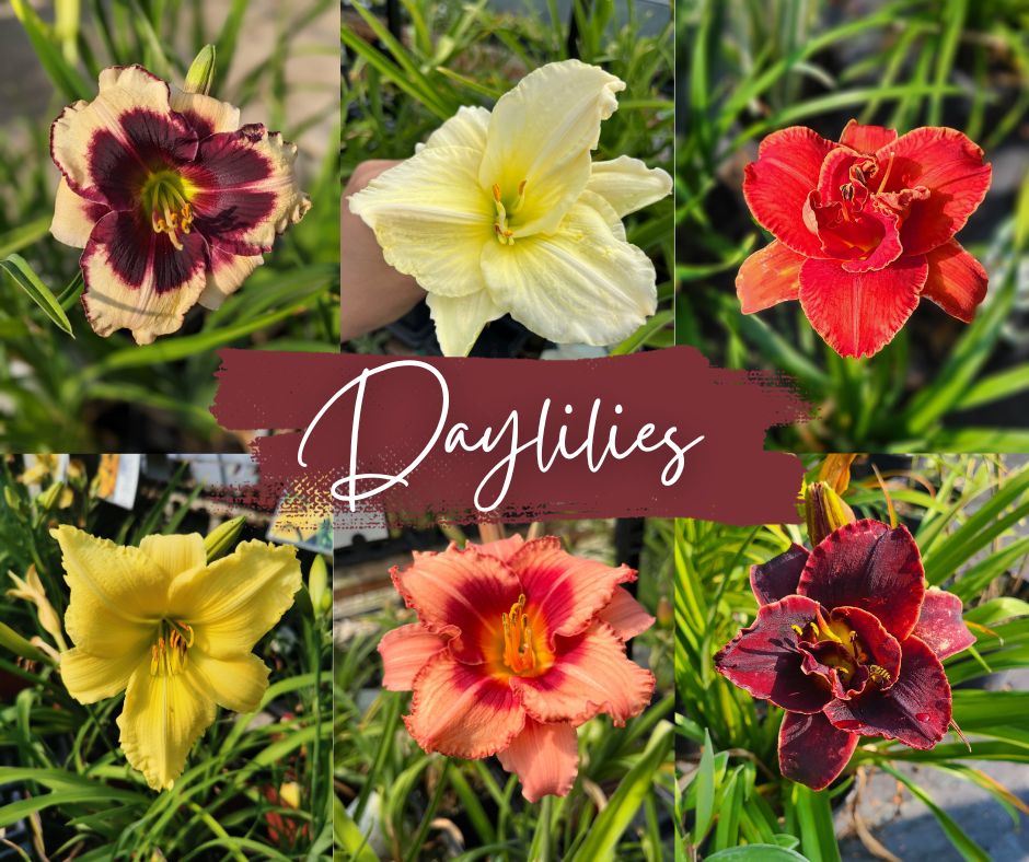Daylilies