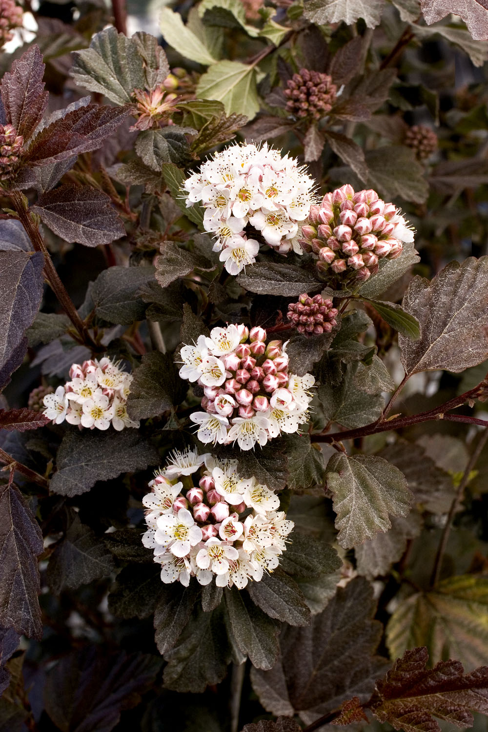 Diablo Ninebark, Physocarpus Opulifolius `diablo'