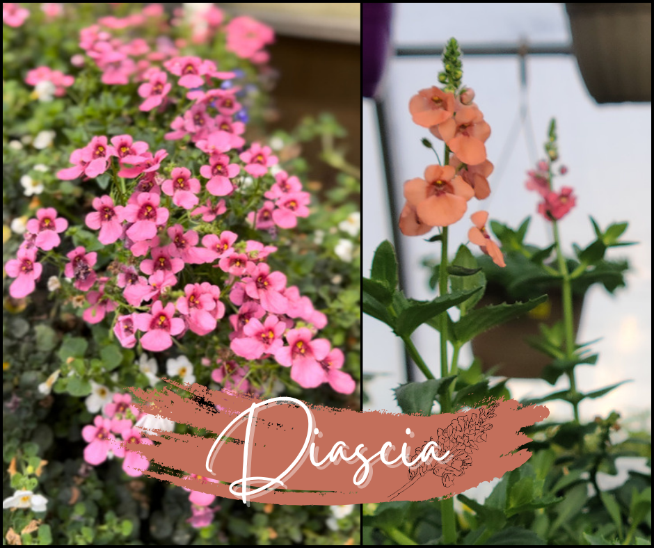 Diascia Blog Photo