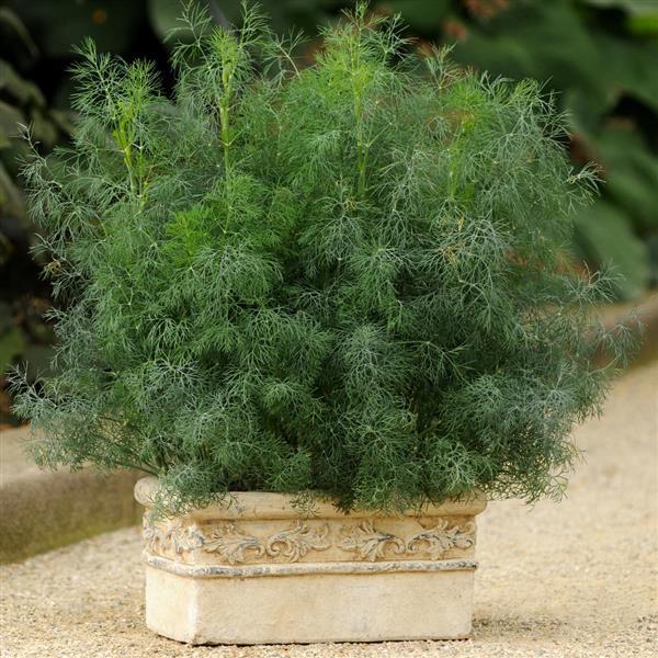Dill Fernleaf 2