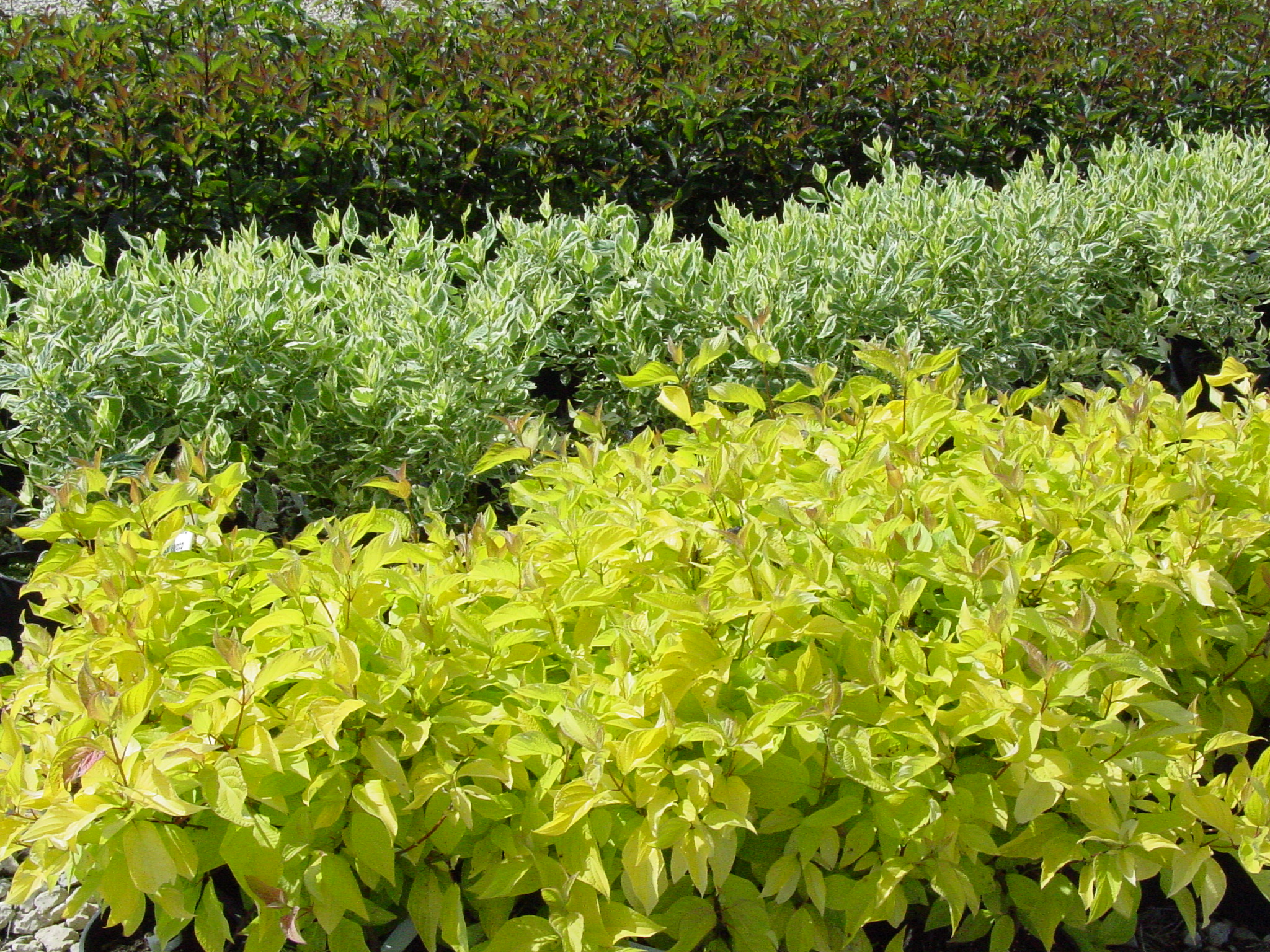 Cornus Alba 'morden Amber' Dogwood
