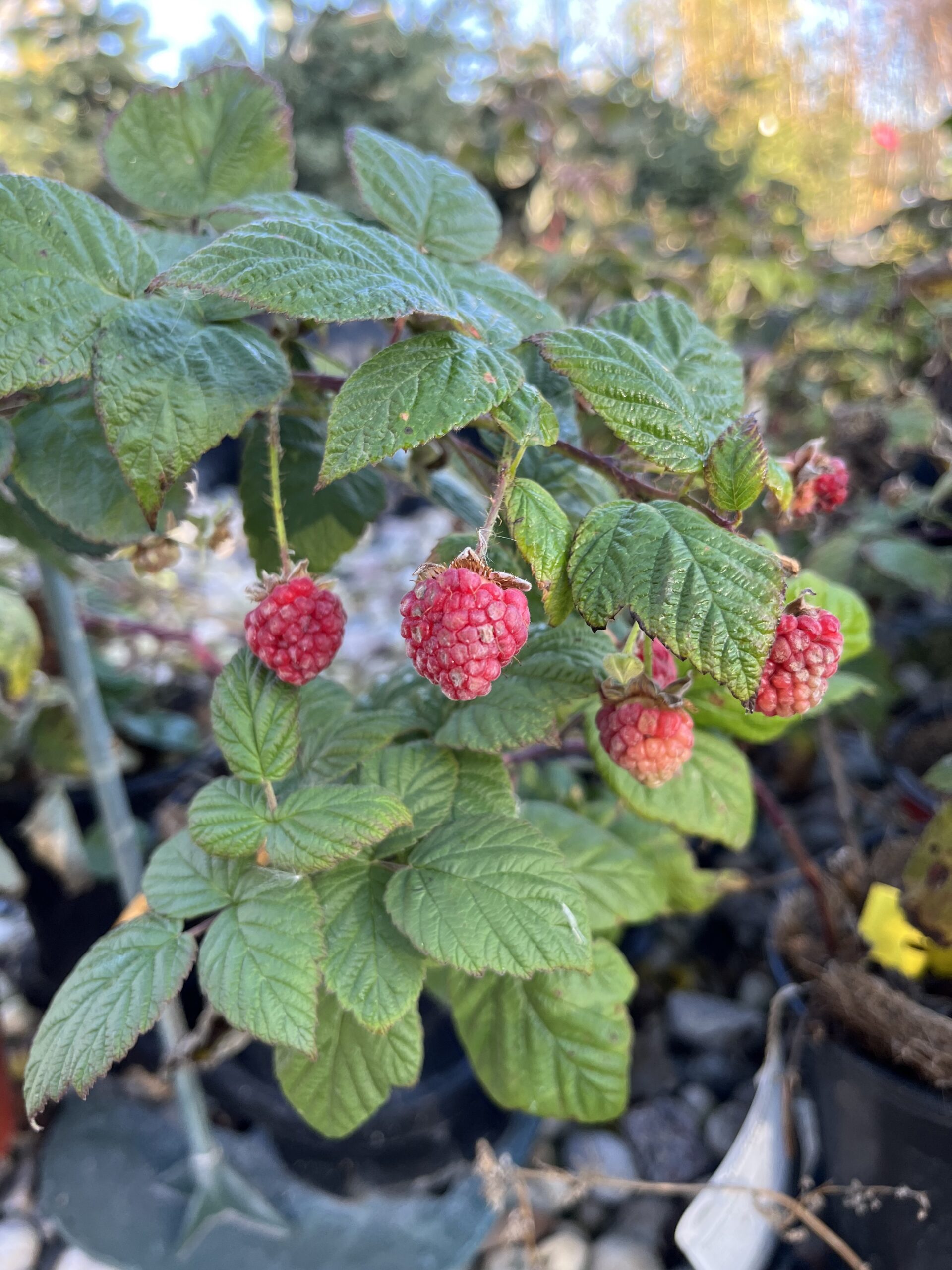 Double Delight Raspberry (fruit)