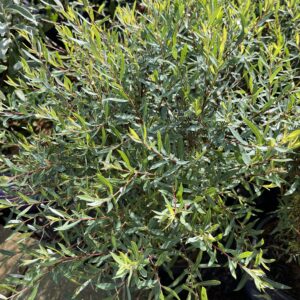 Dwarf Blue Canyon Willow