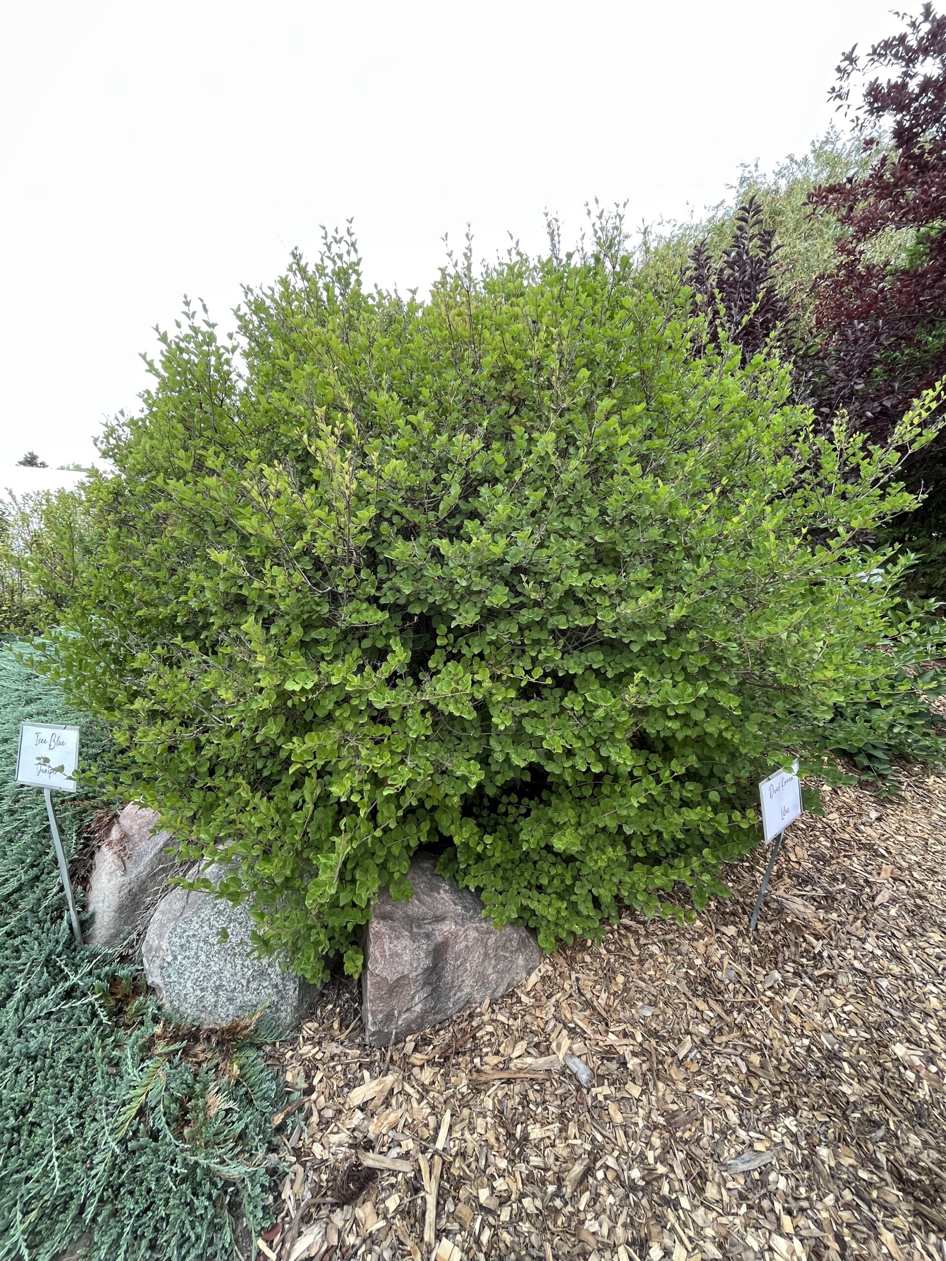 Dwarf Korean Lilac