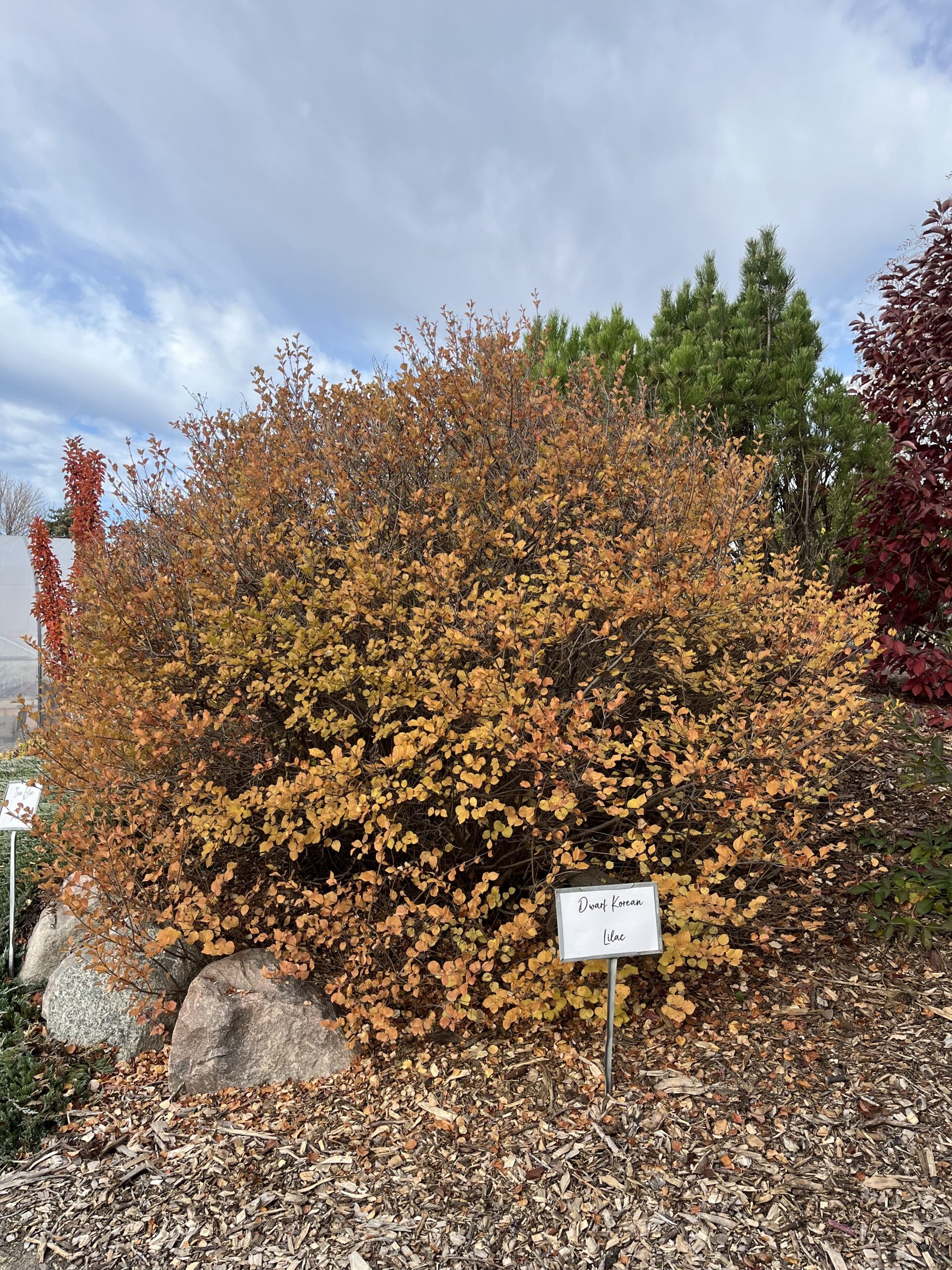 Dwarf Korean Lilac (fall Colour)