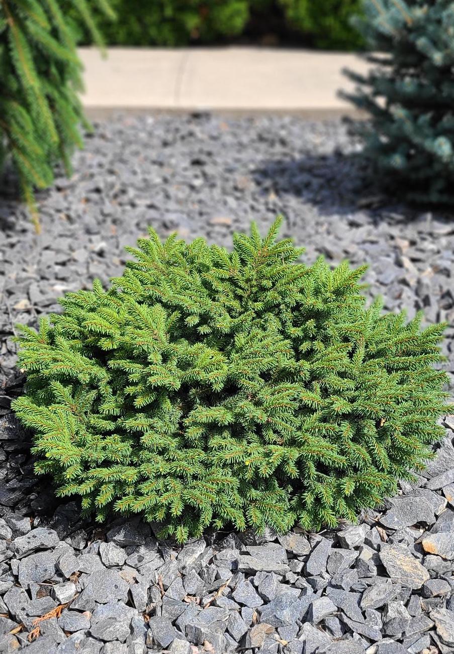 Dwarf Norway Spruce Sheldon's