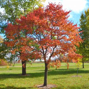 Elm Northern Empress