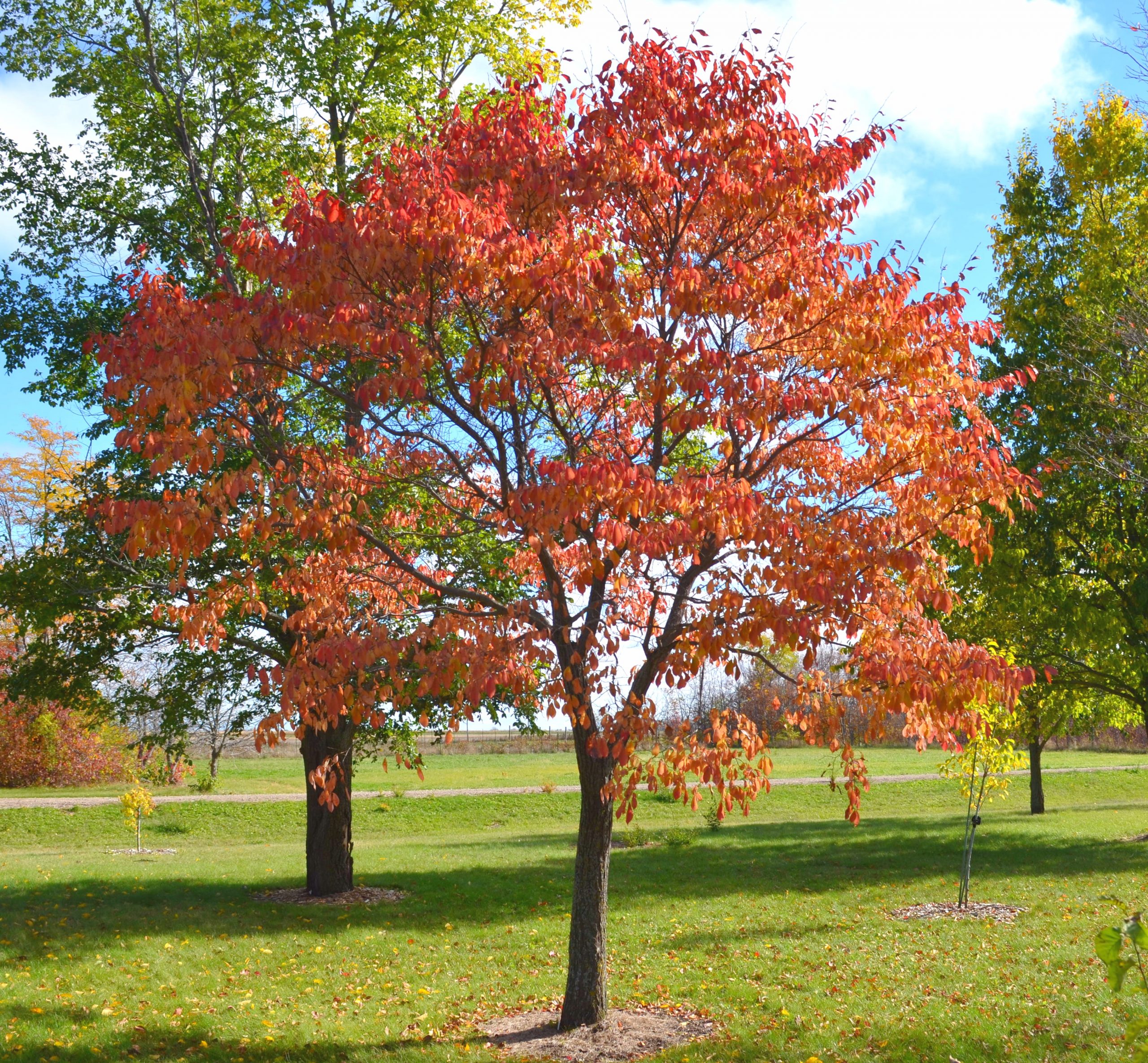Elm Northern Empress
