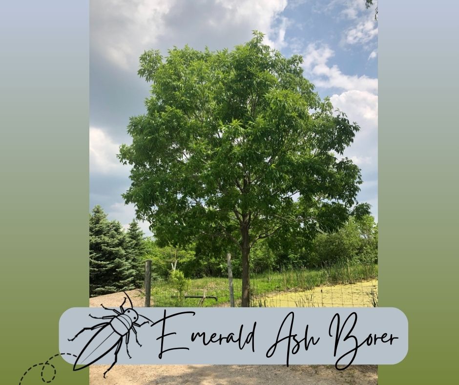 Emerald Ash Borer Blog Photo