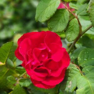 Emily Carr Rose (2)