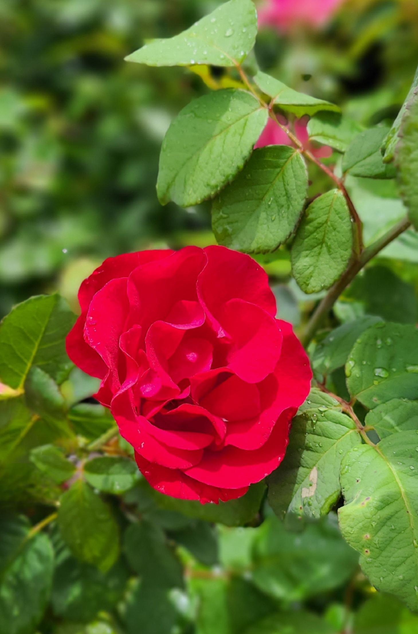 Emily Carr Rose (2)