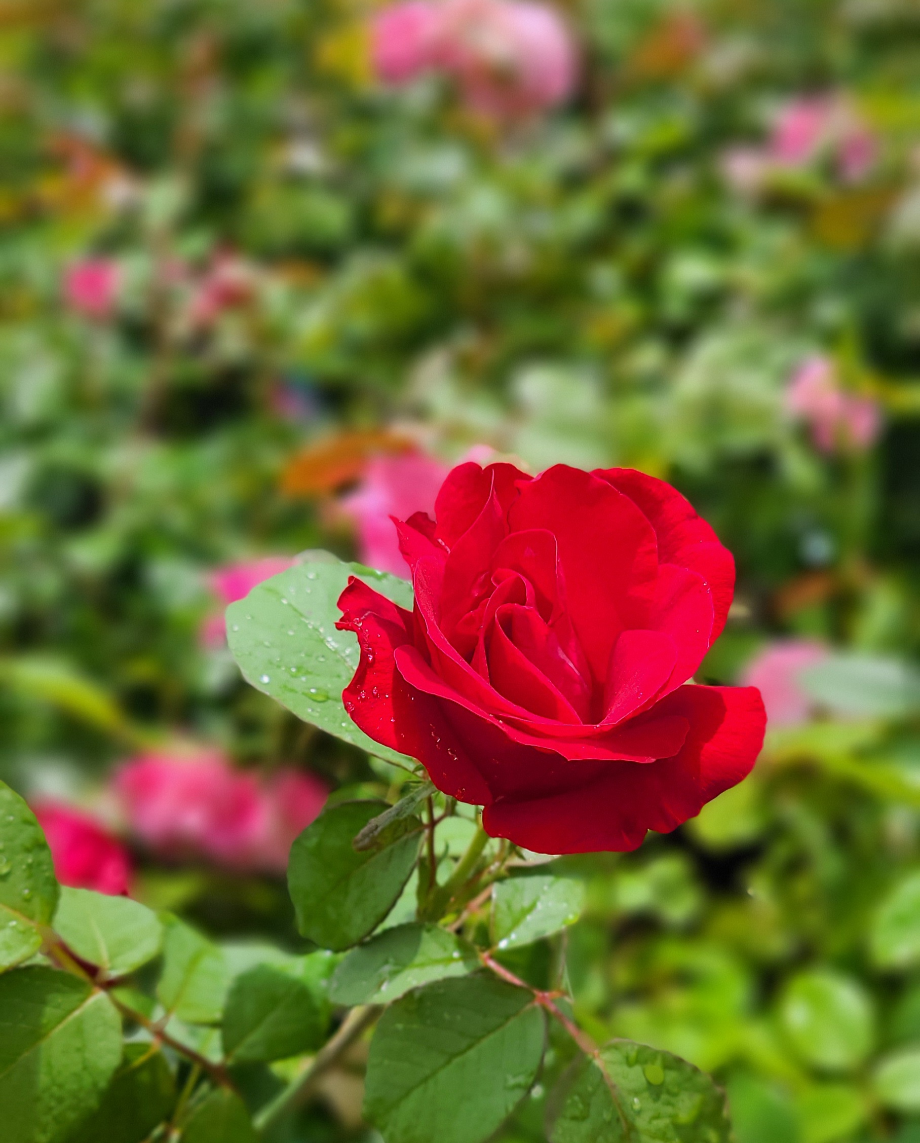 Emily Carr Rose (3)