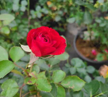Emily Carr Rose Edited