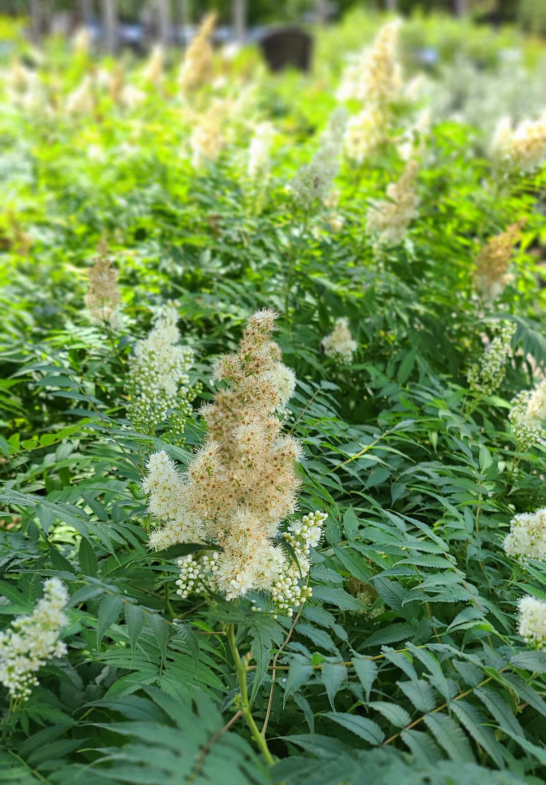 False Spirea (blooms)