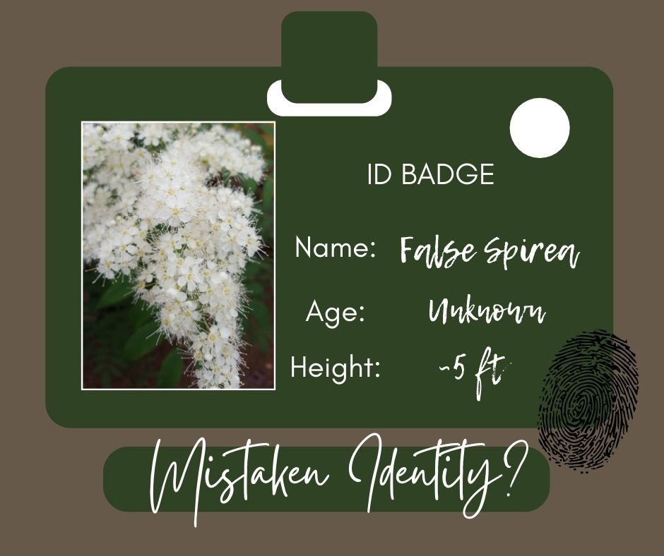 False Spirea