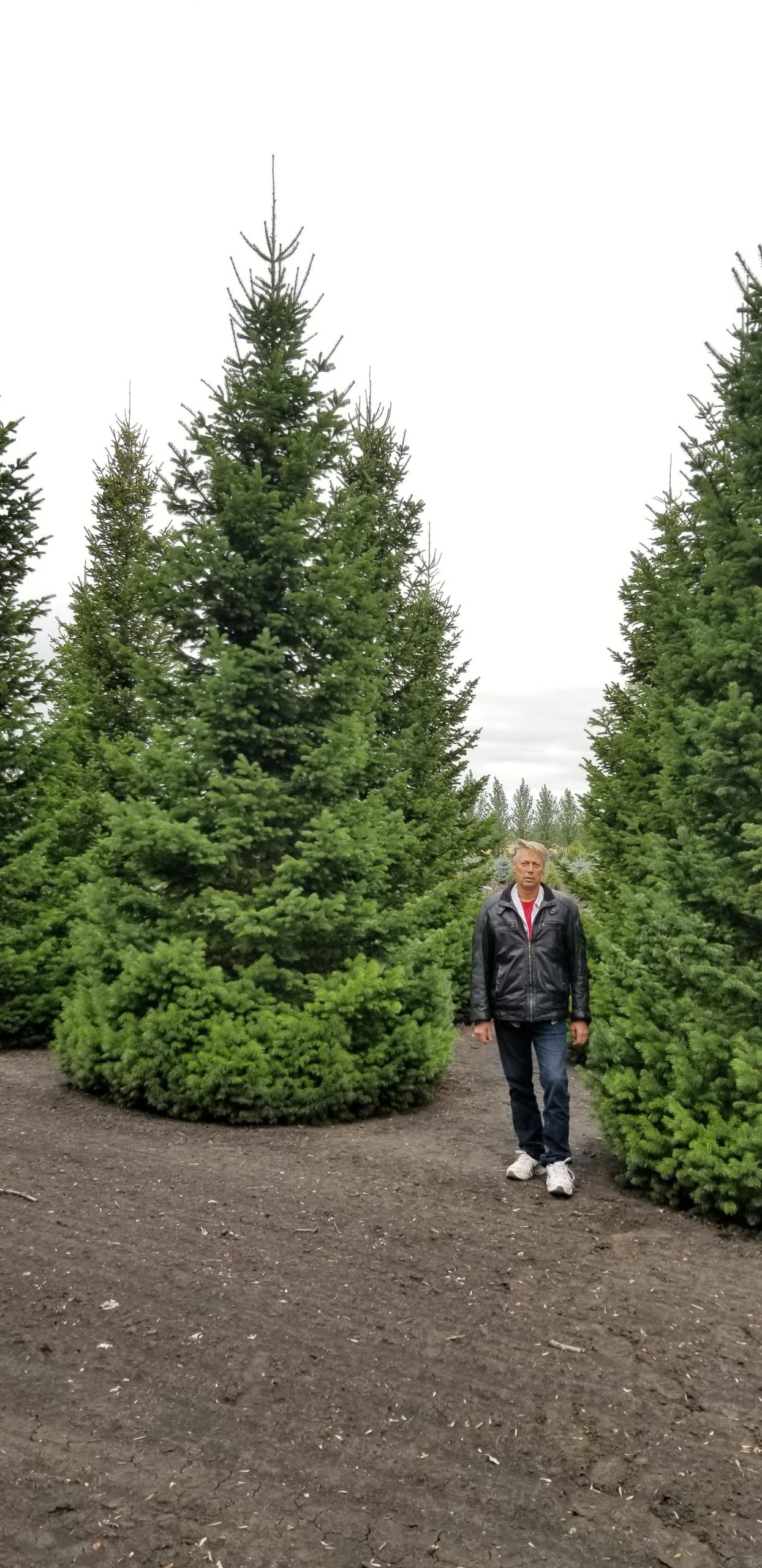 Fir Siberian With Sheldon