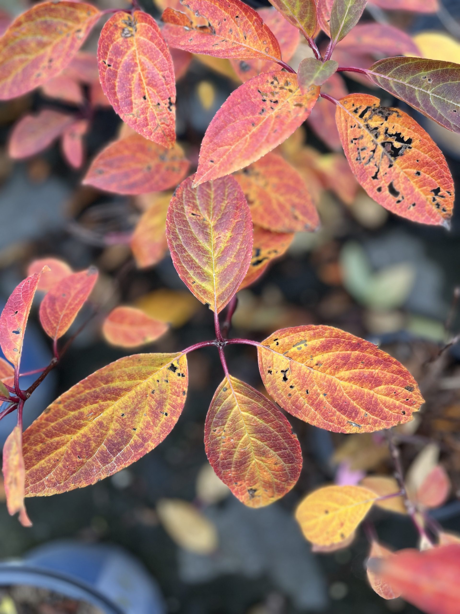Fire & Ice Hydrangea