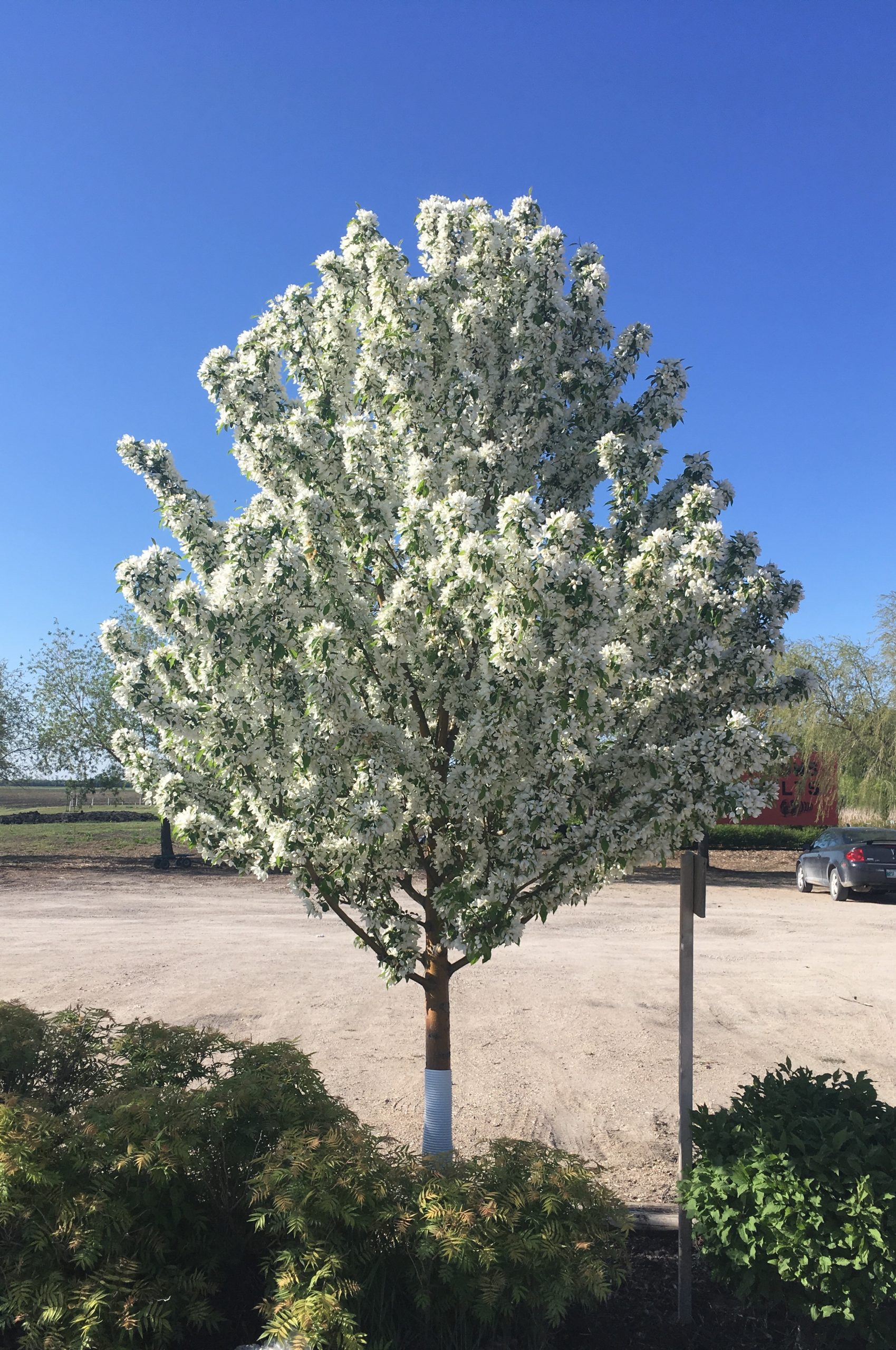 Flowering Crab Spring Snow