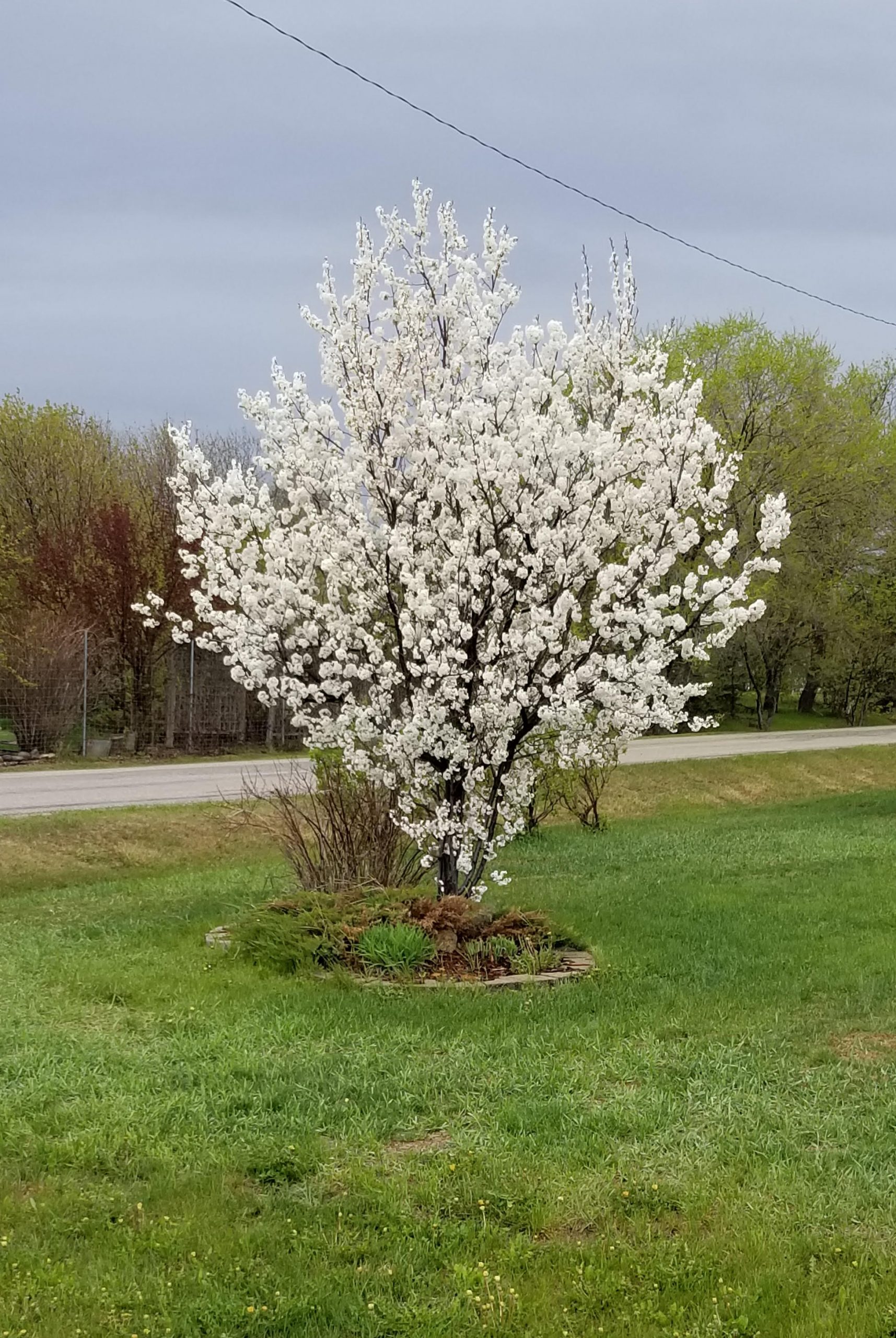 Flowering Plum Princess Kay 2