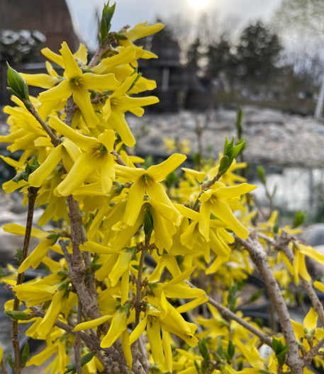 Forsythia Edited