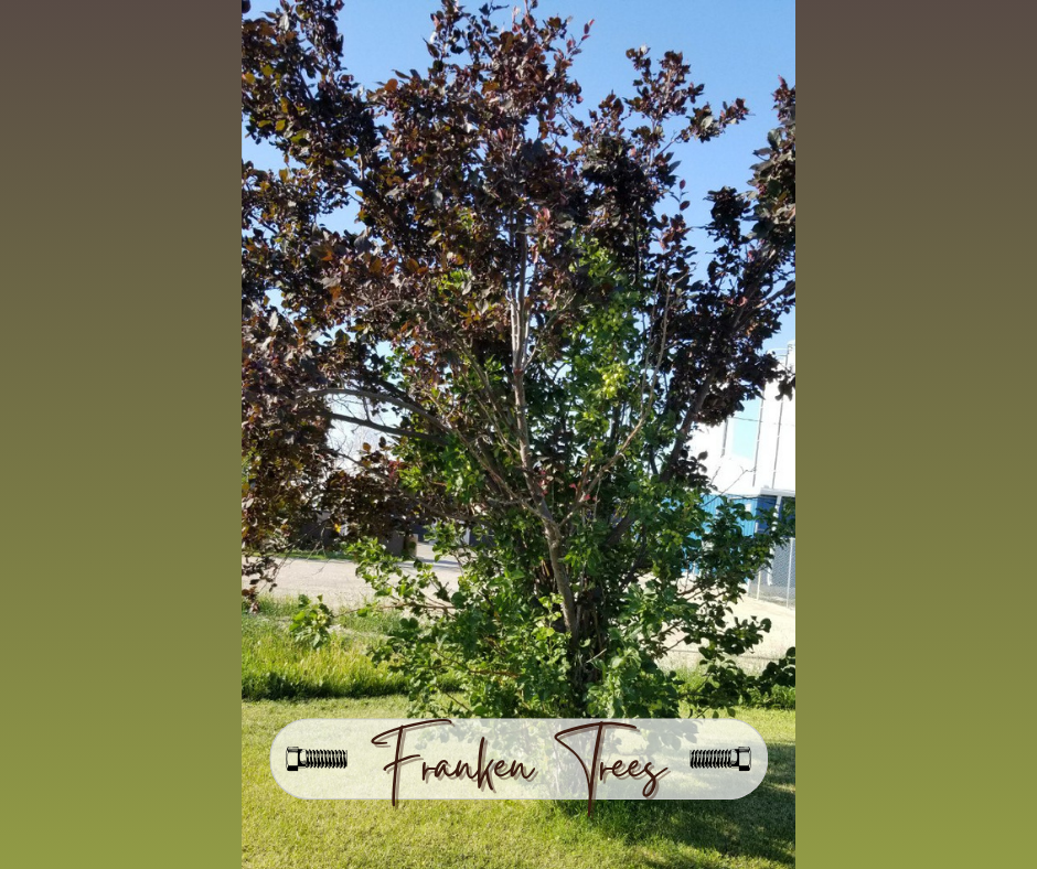 Franken Trees Grafting Blog Photo