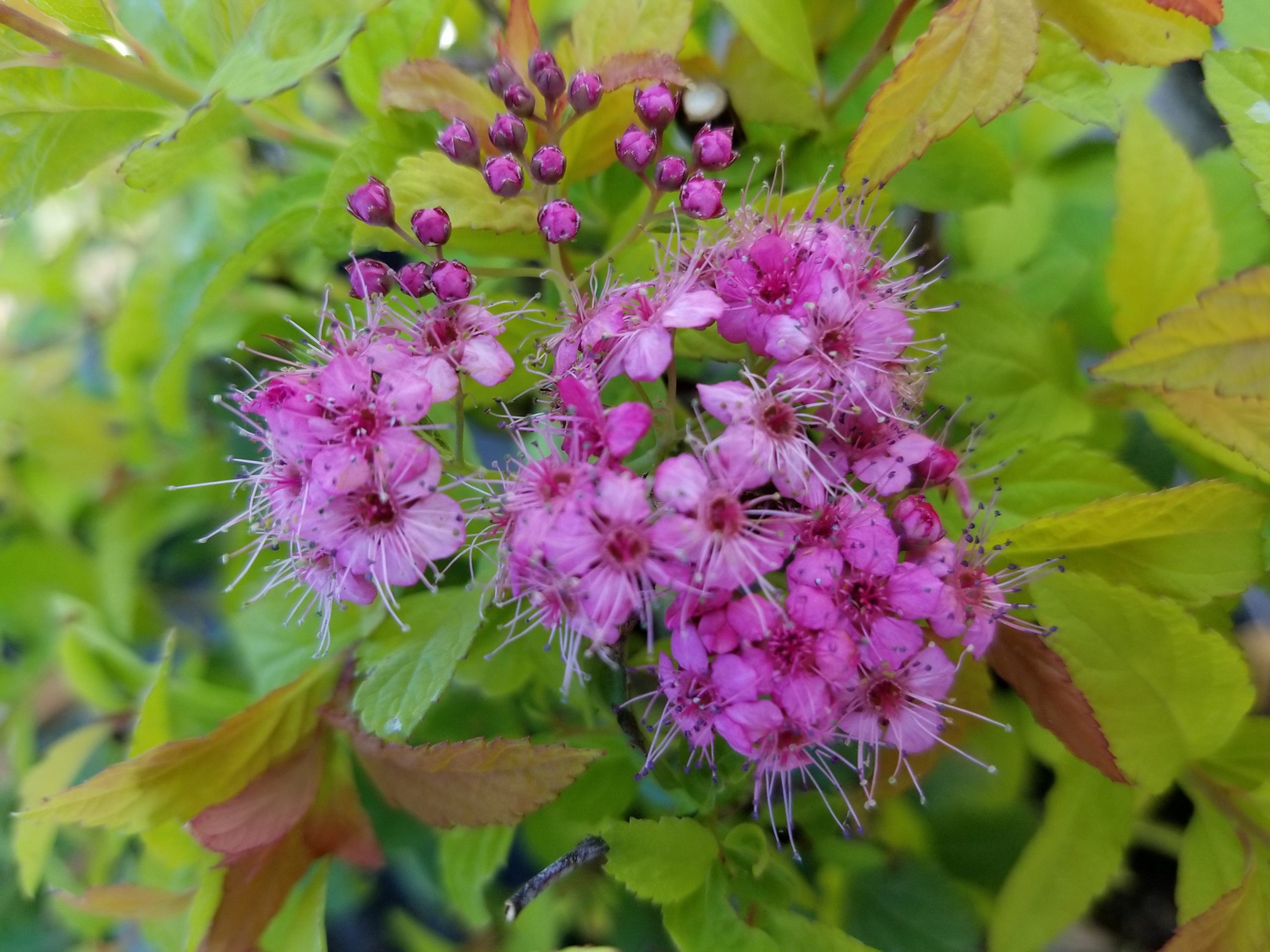 Frobel Spirea (bloom)