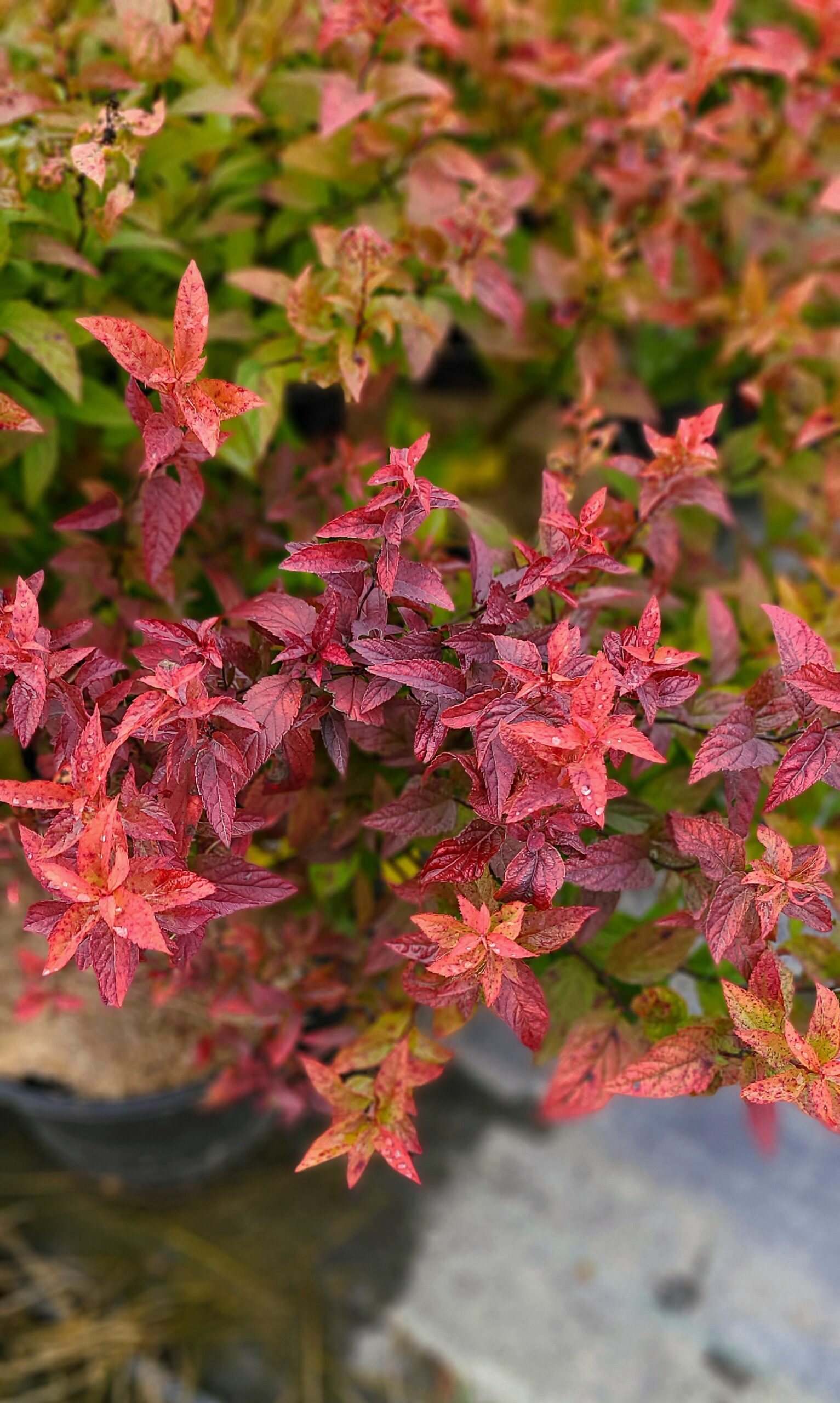 Froebel Spirea (fall Colour)