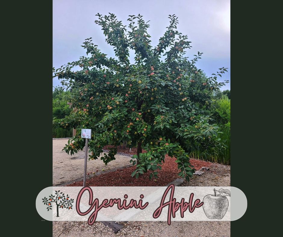 Gemini Apple Blog Photo