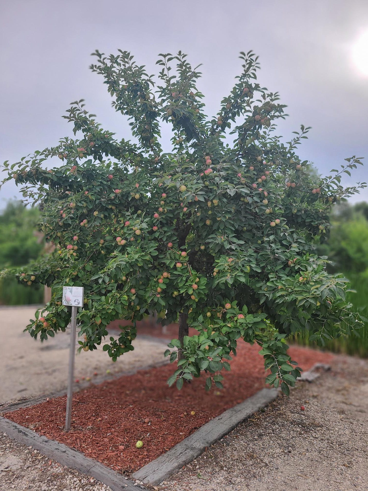 Gemini Apple Tree (planted) Falk Nurseries (1)