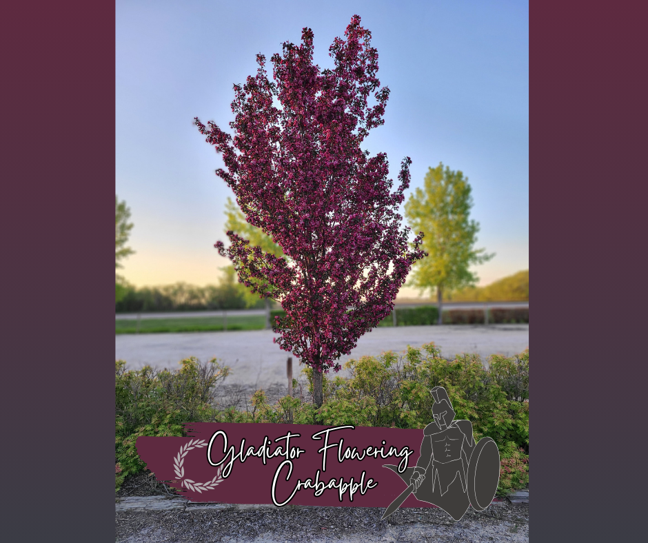 Gladiator Flowering Crabapple Blog Photo 1