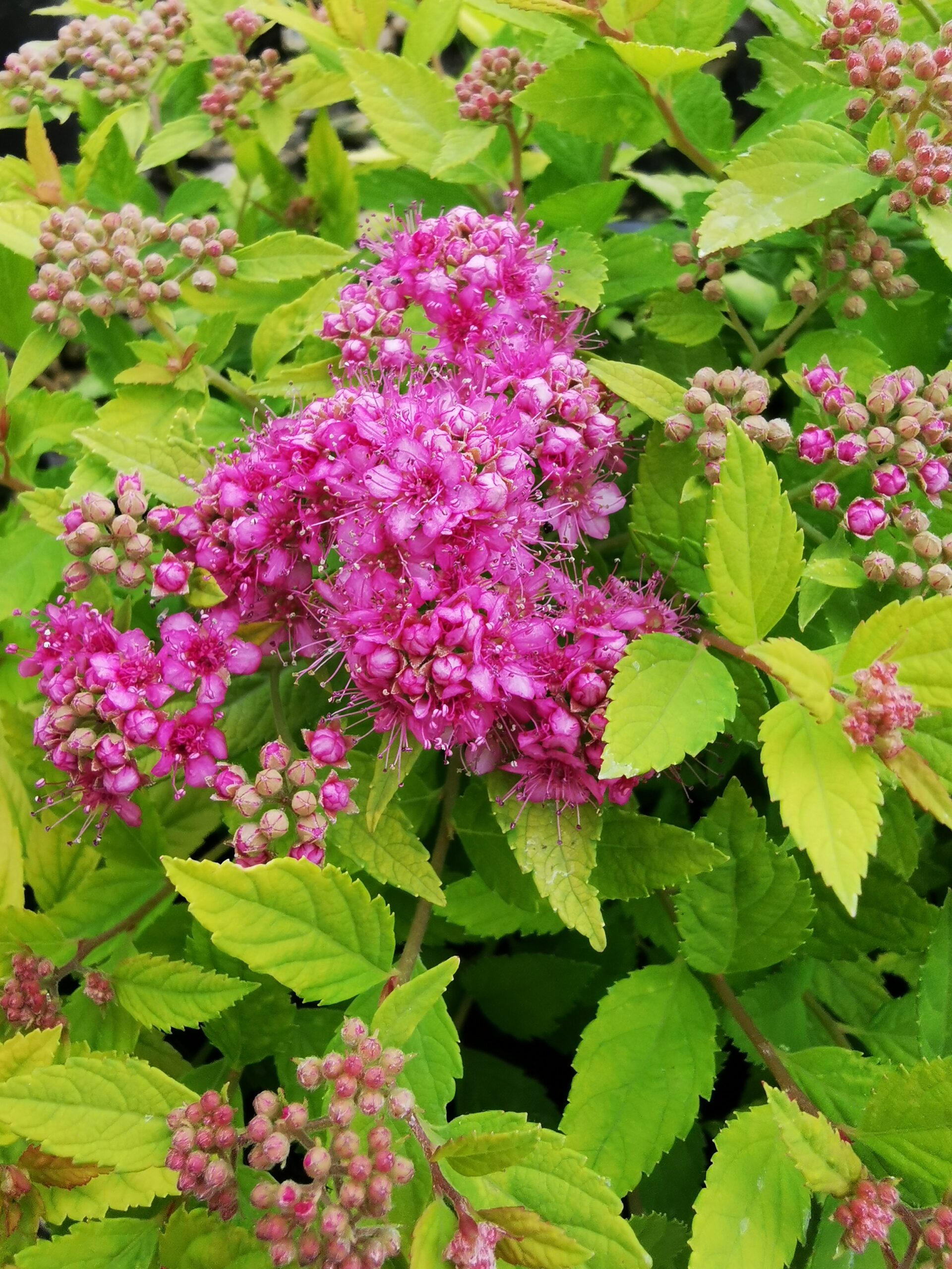 Gold Flame Spirea (bloom)