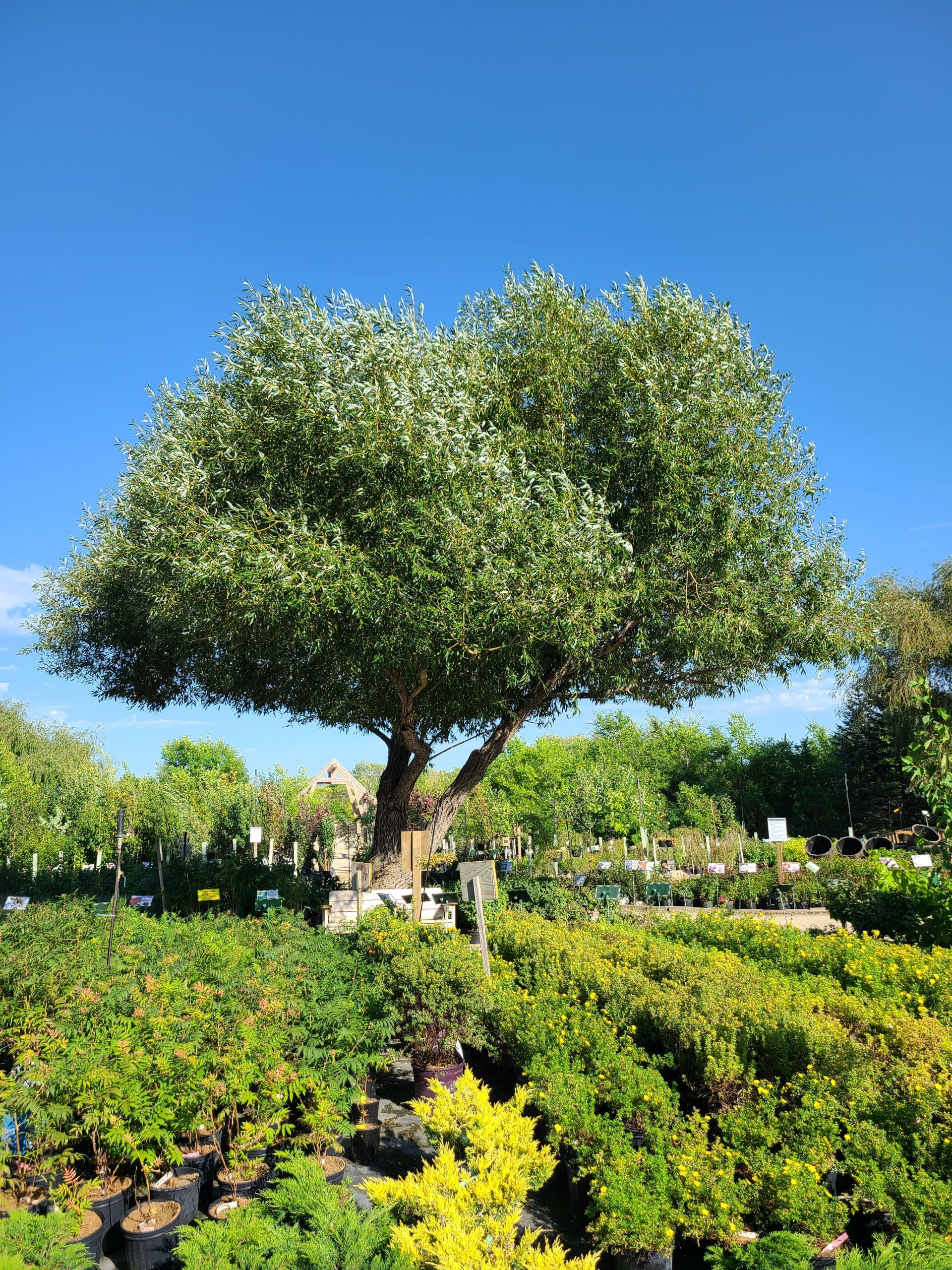 Golden Willow