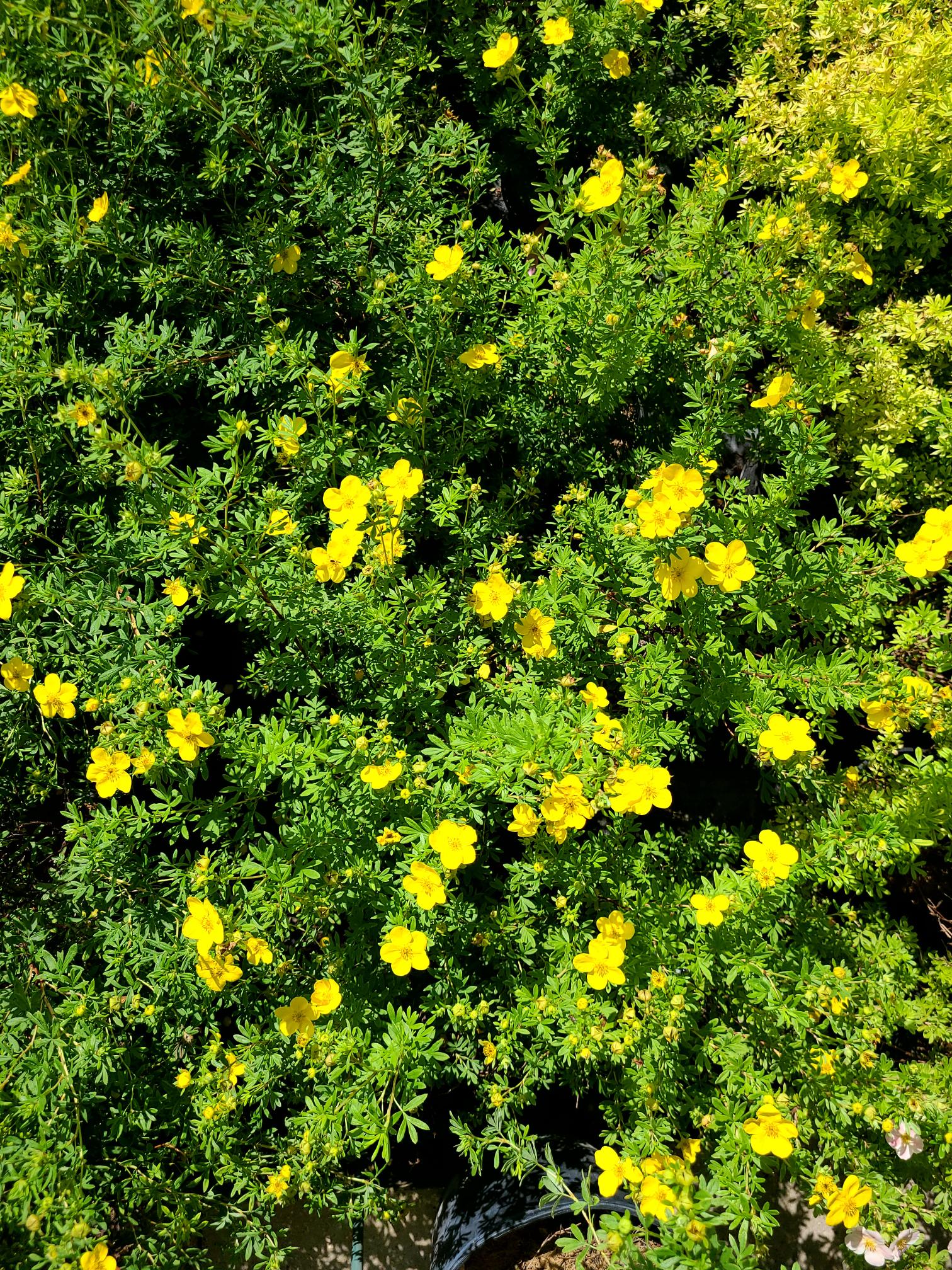 Goldfinger Potentilla