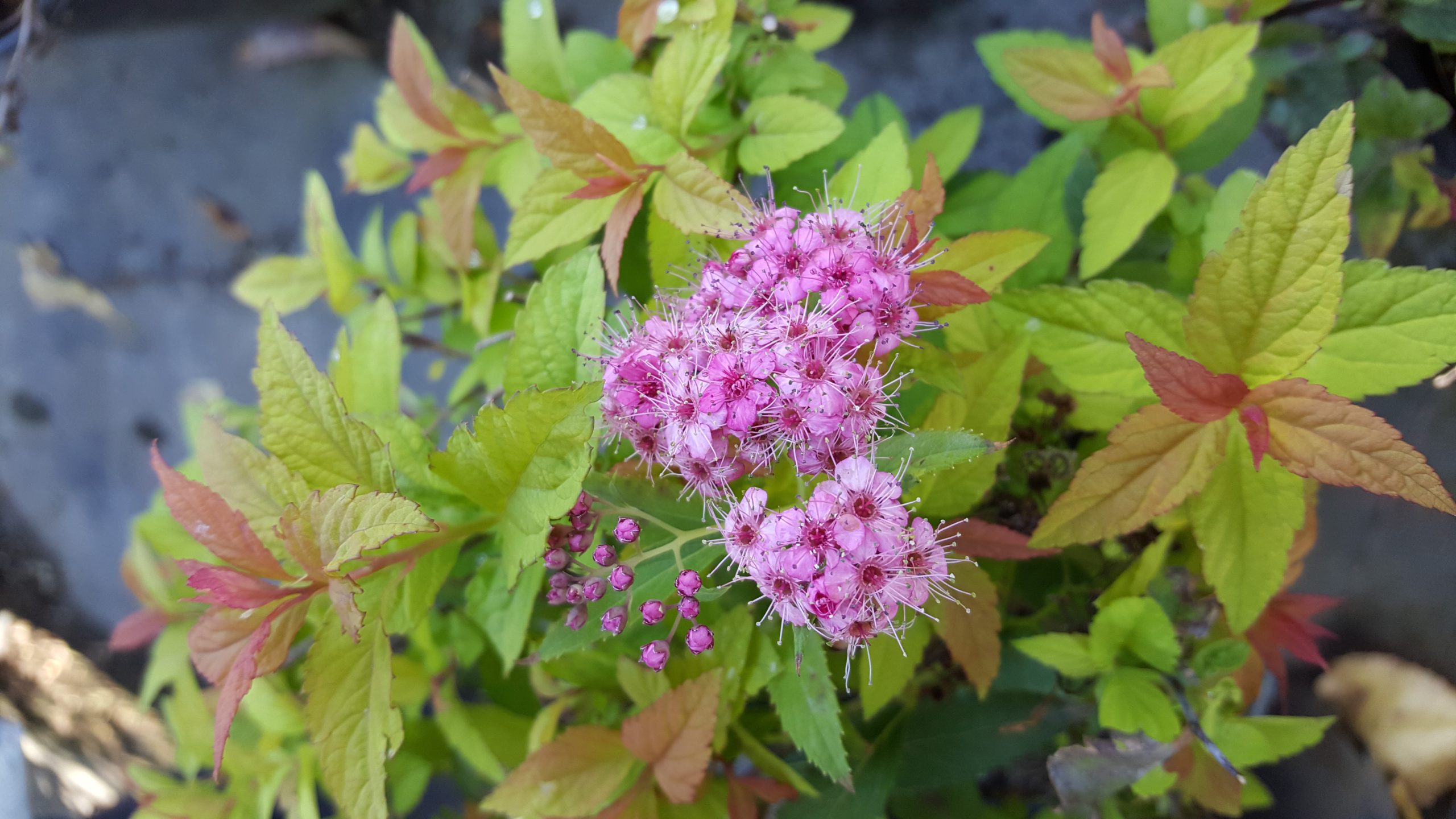 Goldflame Spirea Blooms
