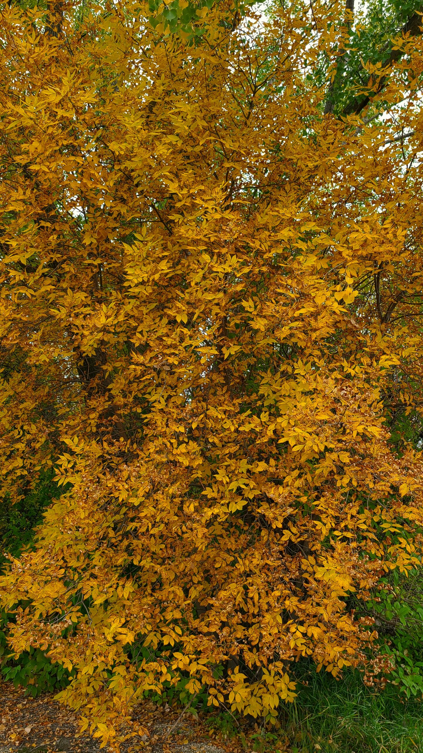 Green Ash Fall Colour