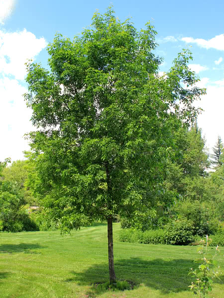Green Ash Sheldon's Pick