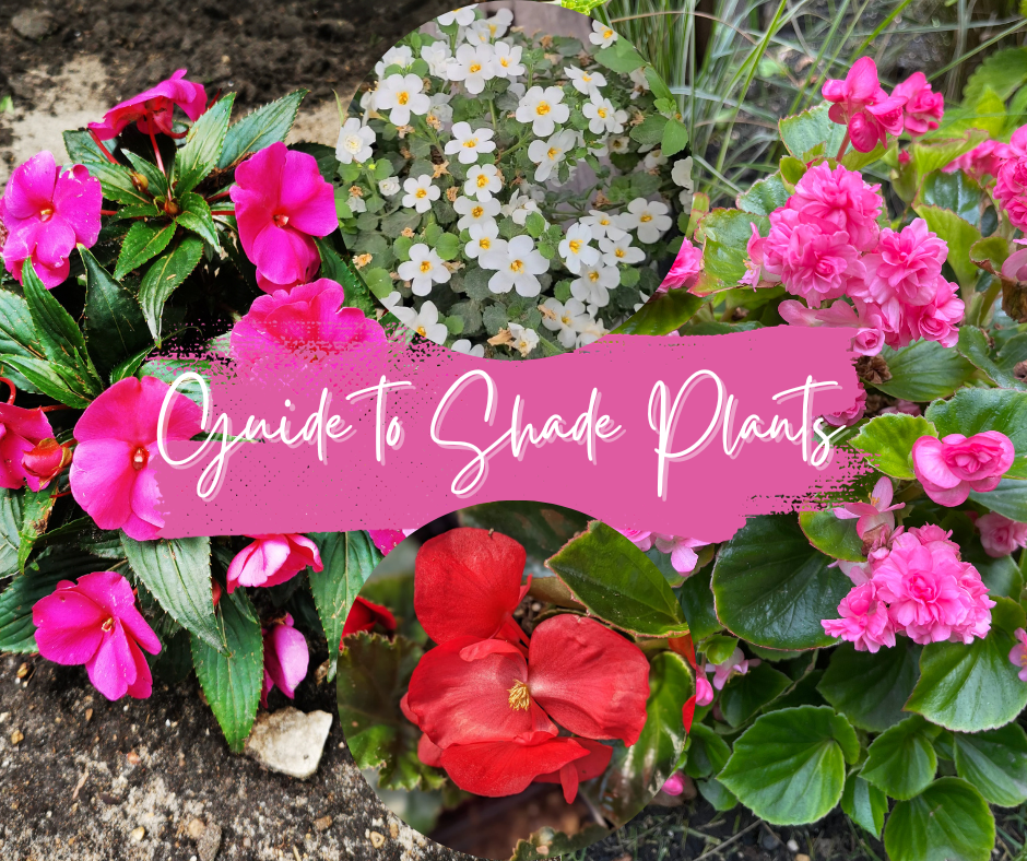 Guide To Shade Plants Blog Photo