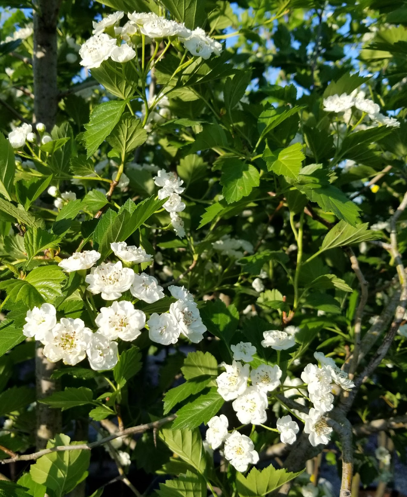 Hawthorn Snowbird (1)