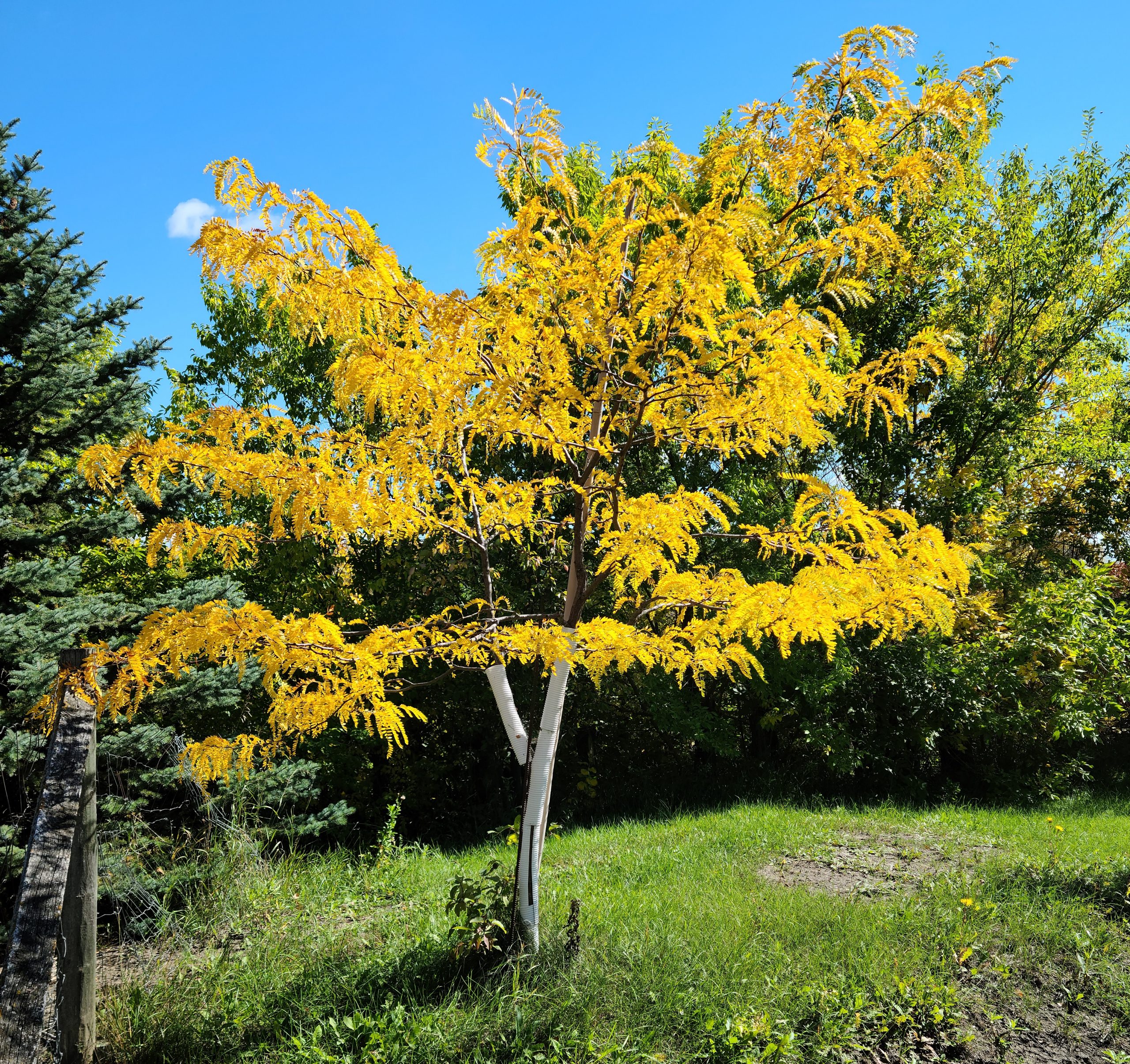 Honey Locust Fall Colour (1)