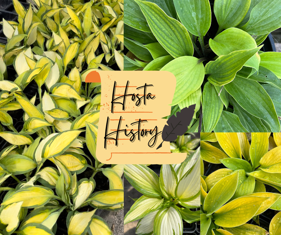 Hosta History Blog Photo