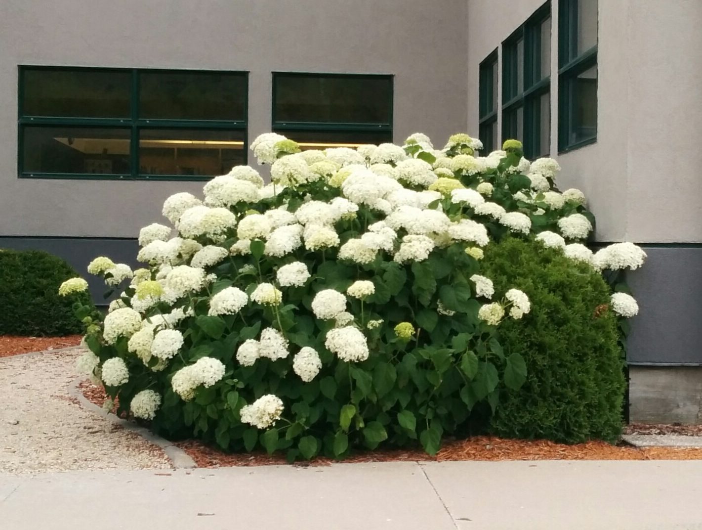 Hydrangea Annabelle Falk Nurseries