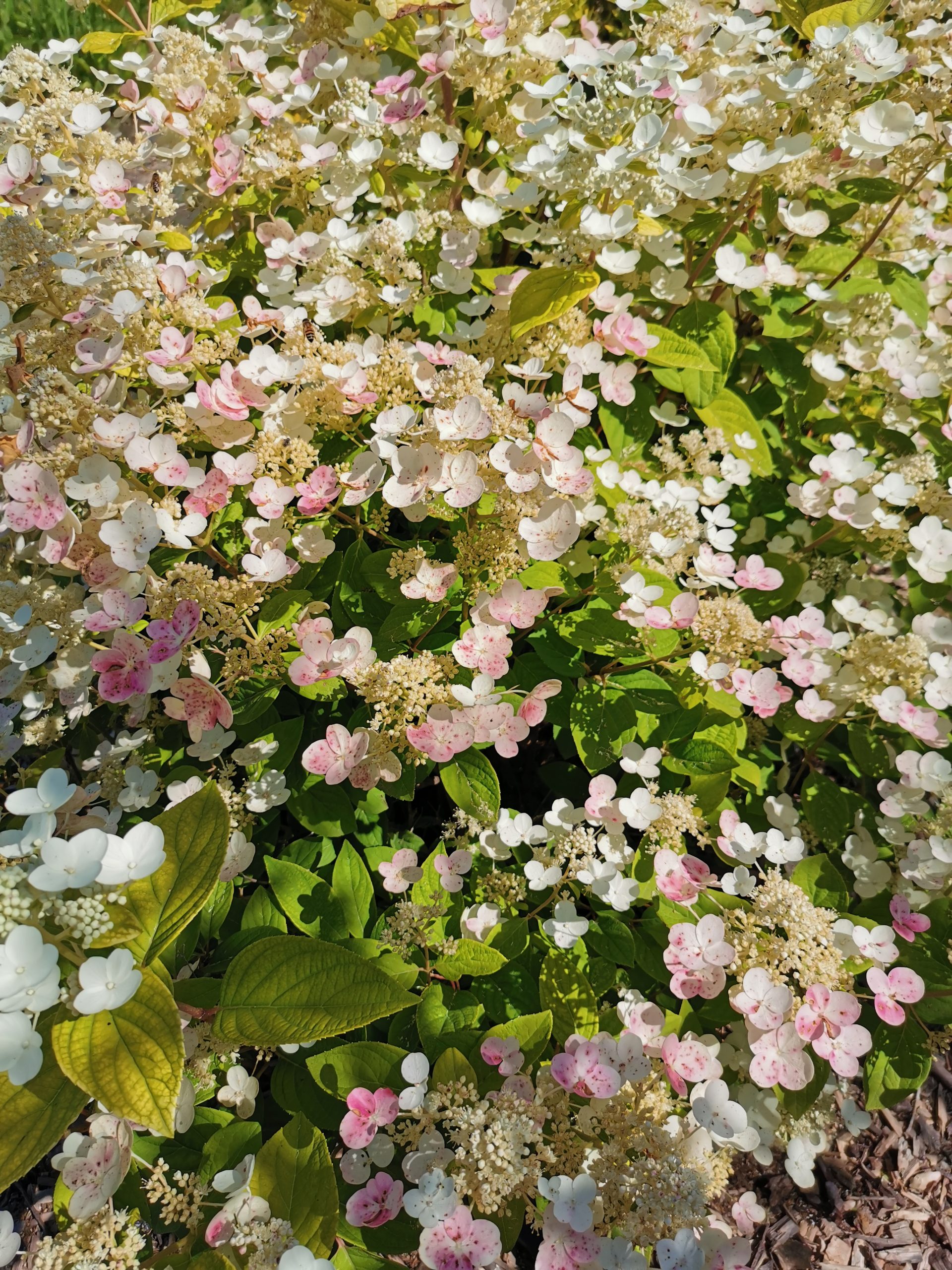 Img 20190730 155412