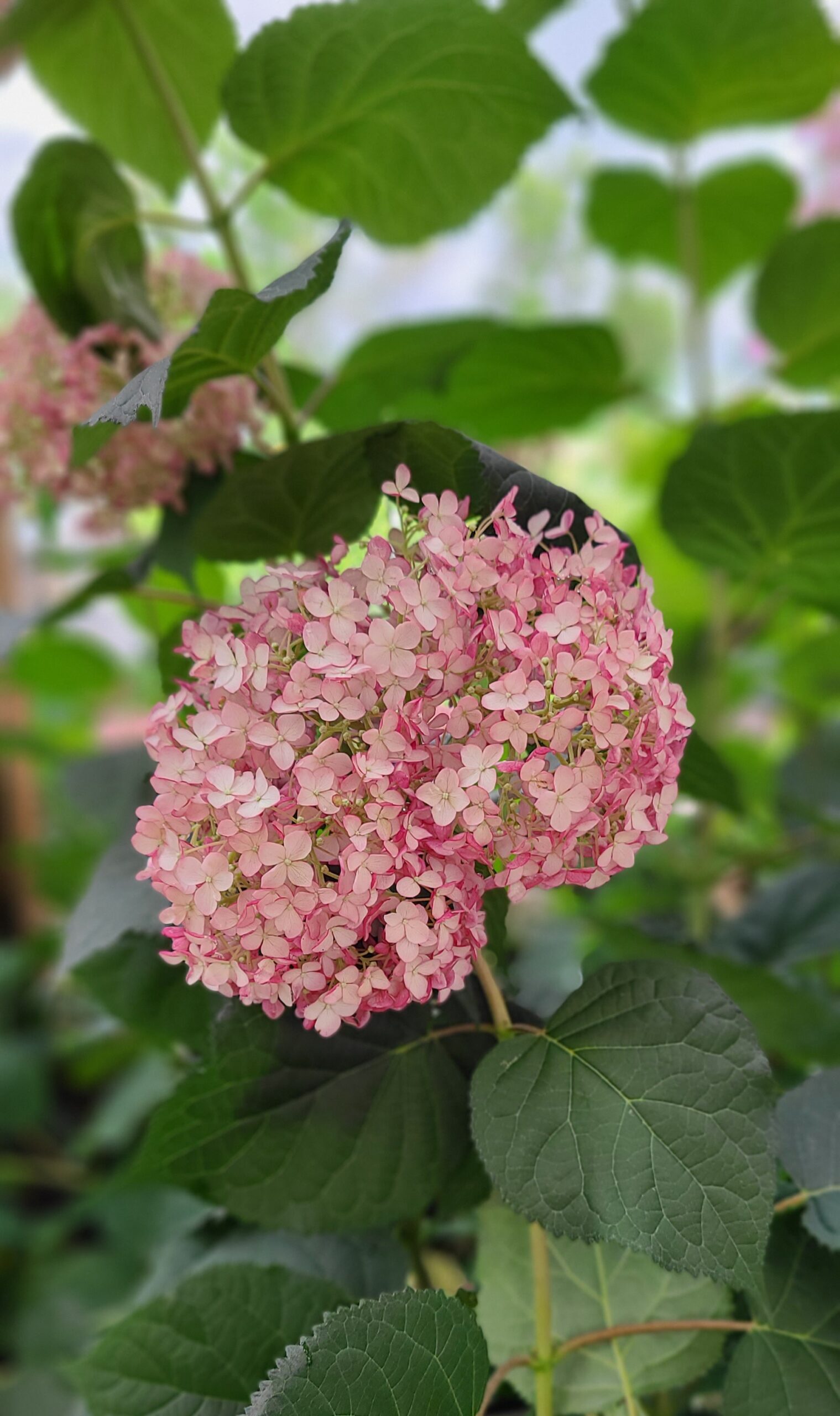 Incrediball Blush Hydrangea (blooms)
