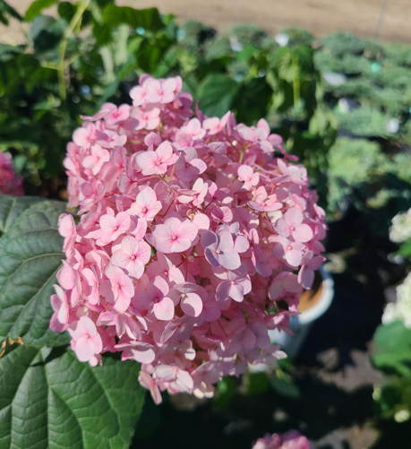 Incrediball Blush Hydrangea Edited