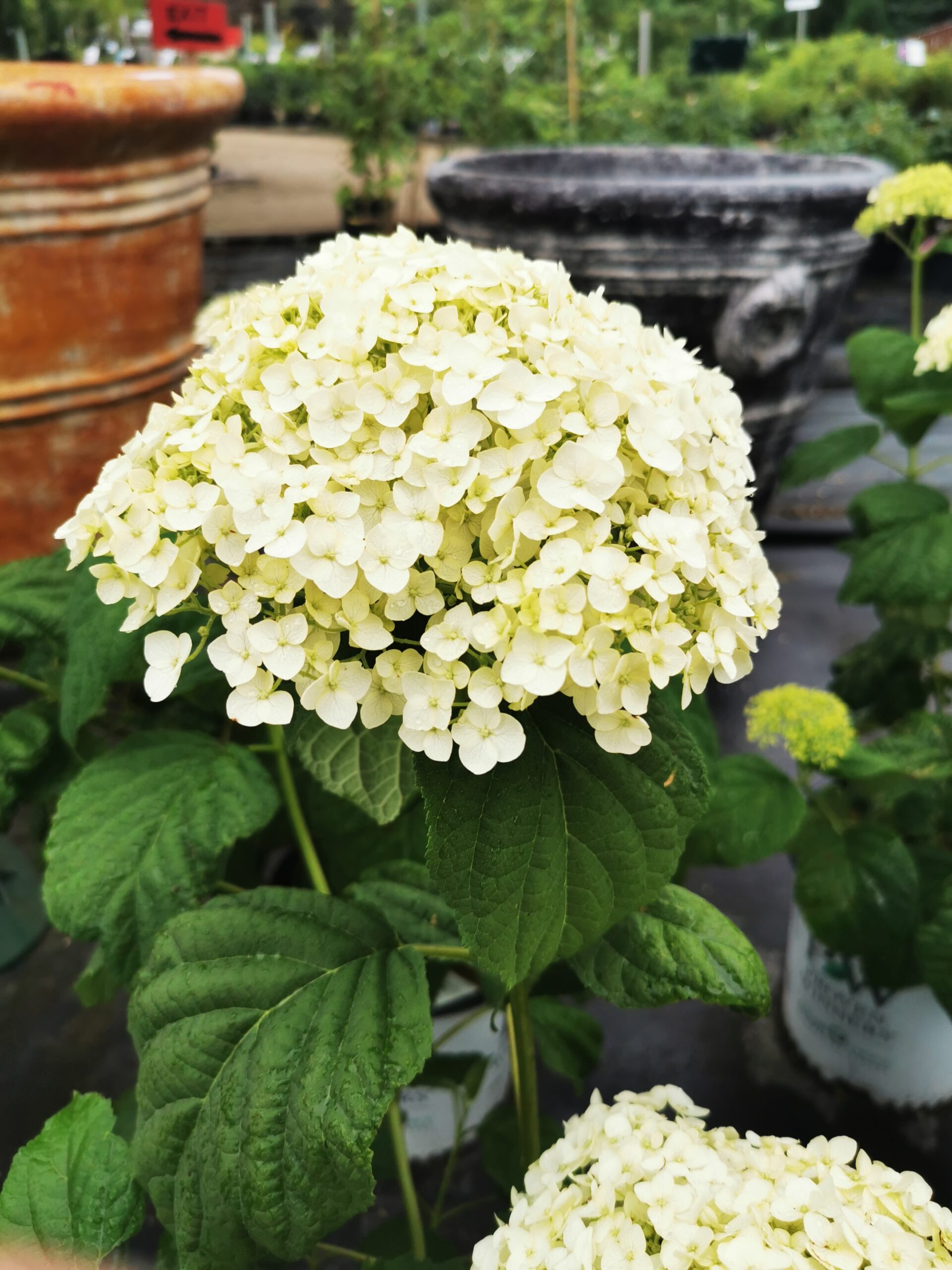 Incrediball Hydrangea (1)